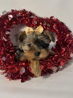 Elsa, a female Morkie for sale in Manchester, NH – Photo 4 of 6