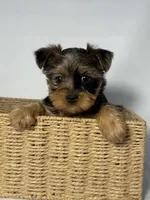 Elsa, a female Morkie for sale in Manchester, NH – Photo 6 of 6