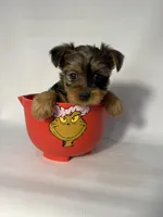 Elsa, a female Morkie for sale in Manchester, NH – Photo 1 of 6