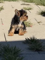 Teeny tiny boy , a male Yorkshire Terrier for sale in Manchester, NH – 4 of 5