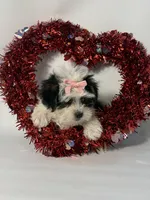 Carly, a female Maltipoo for sale in Manchester, NH – Photo 3 of 3