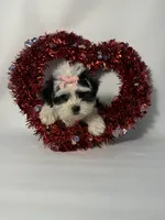 Carly, a female Maltipoo for sale in Manchester, NH – Photo 1 of 3