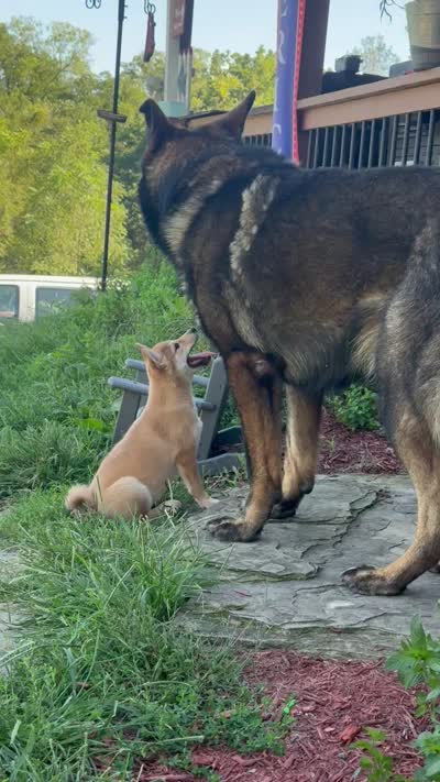 Sunny, a female Shiba Inu for sale in Manchester, NH – 5 of 5