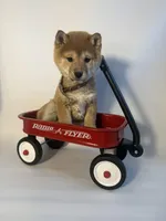 Digger, a male Shiba Inu for sale in Manchester, NH – Photo 3 of 4