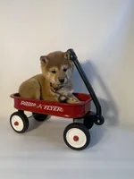 Digger, a male Shiba Inu for sale in Manchester, NH – Photo 1 of 4