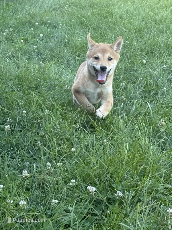 Sunny – Shiba Inu puppy for sale in Manchester, NH