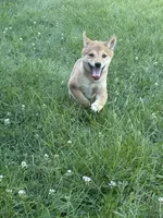 Sunny, a female Shiba Inu for sale in Manchester, NH – 1 of 5