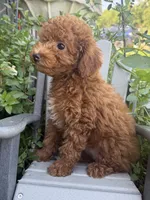 Fiona, a female Miniature Goldendoodle for sale in Manchester, NH – 2 of 3
