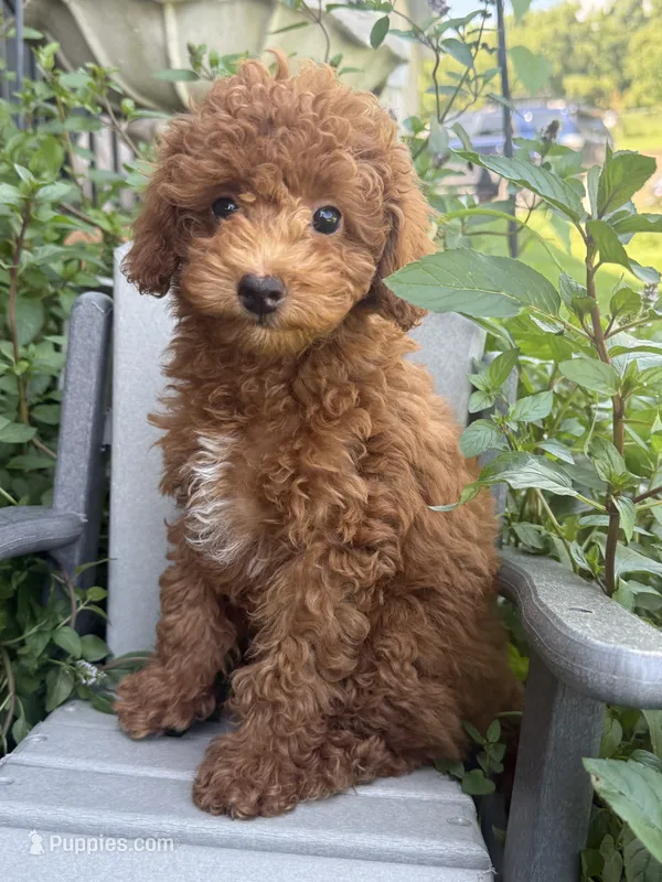 Fiona – Miniature Goldendoodle puppy for sale in Manchester, NH