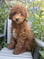 Fiona, a female Miniature Goldendoodle for sale in Manchester, NH – 3 of 3