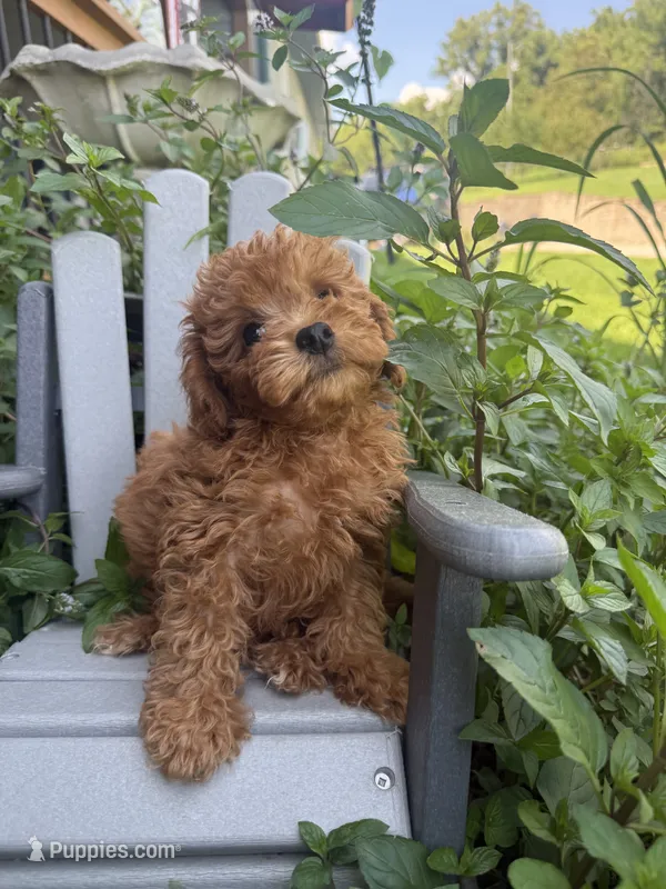Faith – Miniature Goldendoodle puppy for sale in Manchester, NH