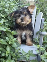 Moe, a male Yorkshire Terrier for sale in Manchester, NH – 3 of 3