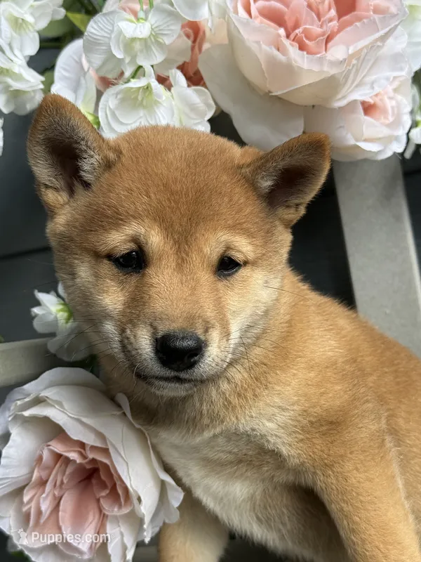 Sammy – Shiba Inu puppy for sale in Manchester, NH