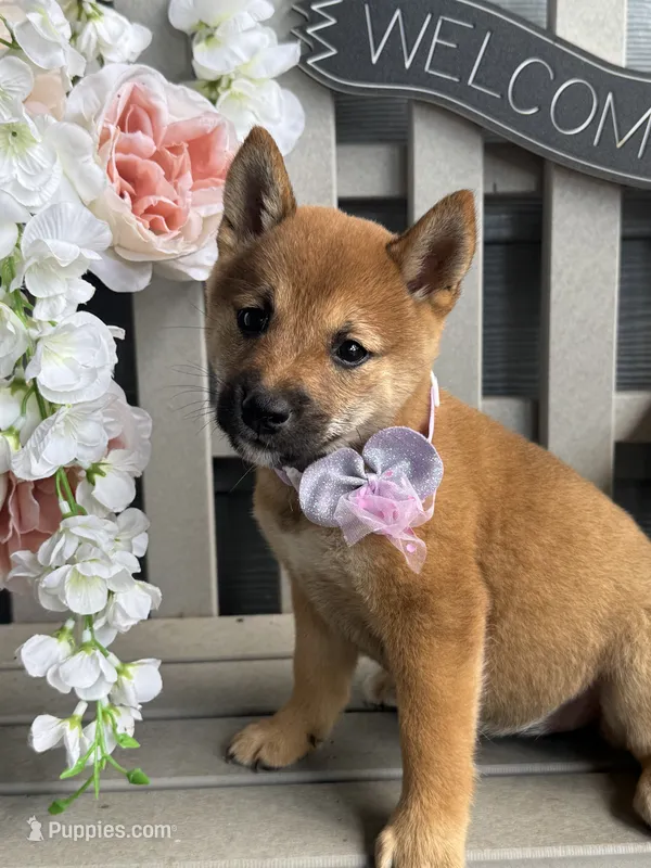 Stella – Shiba Inu puppy for sale in Manchester, NH
