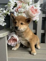 Sammy, a male Shiba Inu for sale in Manchester, NH – 4 of 4