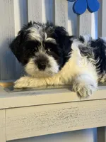 Matthew, a male Maltipoo for sale in Manchester, NH – Photo 1 of 3