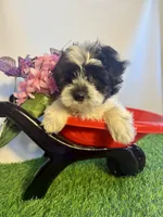 Matthew, a male Maltipoo for sale in Manchester, NH – Photo 3 of 3