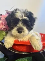 Matthew, a male Maltipoo for sale in Manchester, NH – Photo 2 of 3