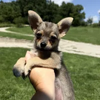 Lucy, a female Pomchi for sale in Manchester, NH – 2 of 3