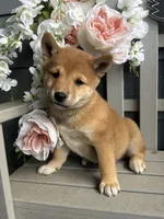 Sammy, a male Shiba Inu for sale in Manchester, NH – 3 of 4
