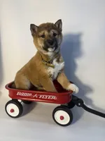 Devon , a male Shiba Inu for sale in Manchester, NH – Photo 1 of 4