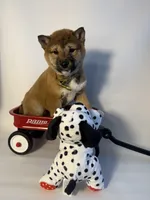 Devon , a male Shiba Inu for sale in Manchester, NH – Photo 4 of 4