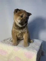 processed/95a66296-268c-46eb-991b-f19242528e3e/listing/65260a9a-5811-4120-9b6f-7537af54ab58/2fd51094-146d-474e-9298-d1681cbb7a00