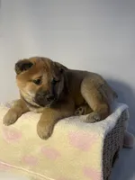 processed/95a66296-268c-46eb-991b-f19242528e3e/listing/65260a9a-5811-4120-9b6f-7537af54ab58/b9a9d3e4-a3bc-4e1d-affe-68901f47fd0e