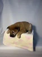 processed/95a66296-268c-46eb-991b-f19242528e3e/listing/65260a9a-5811-4120-9b6f-7537af54ab58/d1939be3-7ea7-4cef-bc5a-8c8666d77722