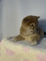 processed/95a66296-268c-46eb-991b-f19242528e3e/listing/7386a69b-74bd-4c44-8e93-1ab24bfdc687/72056546-5c3c-40b7-ae46-0f7084e4f24c