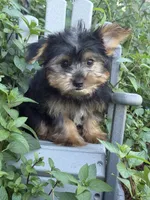 Moe, a male Yorkshire Terrier for sale in Manchester, NH – 2 of 3