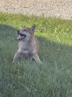 Sunny, a female Shiba Inu for sale in Manchester, NH – 4 of 5