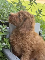 Fifel , a male Miniature Goldendoodle for sale in Manchester, NH – 3 of 4