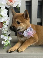Stella, a female Shiba Inu for sale in Manchester, NH – 2 of 3