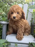 Fancy, a female Miniature Goldendoodle for sale in Manchester, NH – 3 of 3