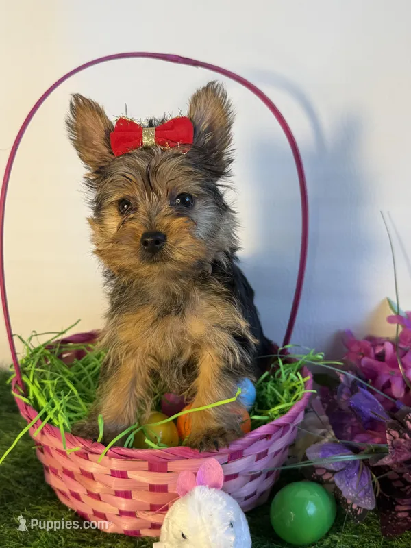 Nelly – Yorkshire Terrier puppy for sale in Manchester, NH