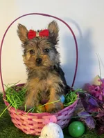 Nelly, a female Yorkshire Terrier for sale in Manchester, NH – Photo 1 of 3