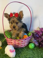 Nelly, a female Yorkshire Terrier for sale in Manchester, NH – Photo 3 of 3