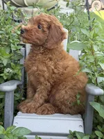 Fifel , a male Miniature Goldendoodle for sale in Manchester, NH – 4 of 4