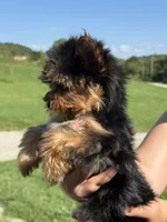 Teeny tiny boy , a male Yorkshire Terrier for sale in Manchester, NH – 3 of 5