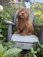Faith, a female Miniature Goldendoodle for sale in Manchester, NH – 2 of 3