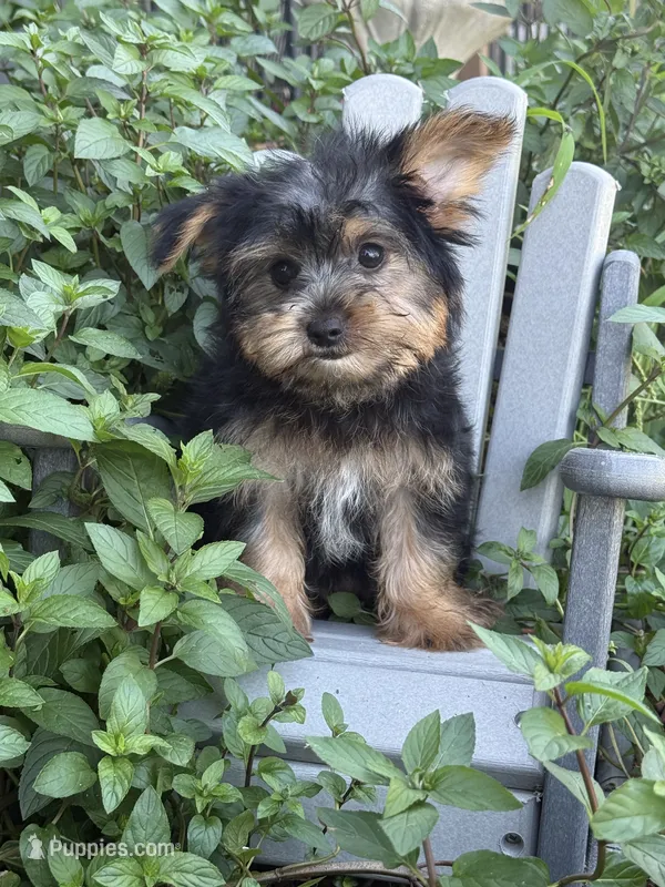 Moe – Yorkshire Terrier puppy for sale in Manchester, NH