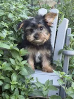 Moe, a male Yorkshire Terrier for sale in Manchester, NH – 1 of 3