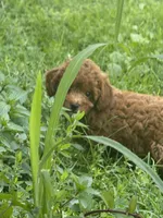 Finley, a female Miniature Goldendoodle for sale in Manchester, NH – 2 of 3