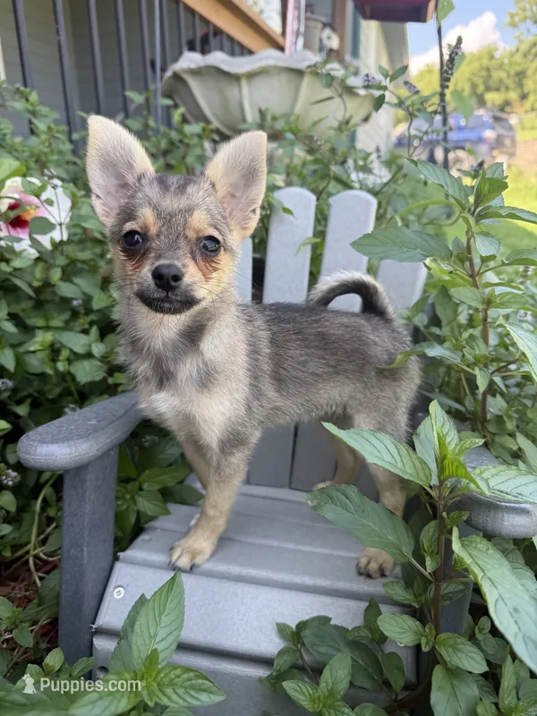 Lucy – Pomchi puppy for sale in Manchester, NH