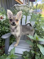 Lucy, a female Pomchi for sale in Manchester, NH – 1 of 3