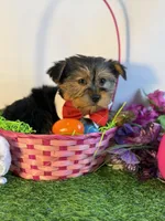 Nester, a male Yorkshire Terrier for sale in Manchester, NH – Photo 3 of 3