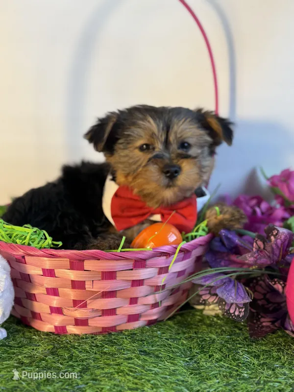 Nester – Yorkshire Terrier puppy for sale in Manchester, NH