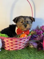 Nester, a male Yorkshire Terrier for sale in Manchester, NH – Photo 1 of 3
