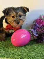 Nester, a male Yorkshire Terrier for sale in Manchester, NH – Photo 2 of 3